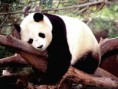 /album/galeria-de-fotos/panda-jpg/